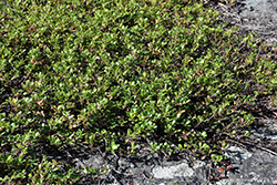 Bearberry (Arctostaphylos uva-ursi) at Hunniford Gardens