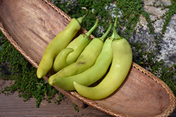 Banana Pepper (Capsicum annuum 'Banana') at Hunniford Gardens