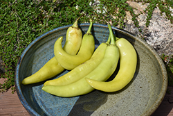 Sweet Banana Pepper (Capsicum annuum 'Sweet Banana') at Hunniford Gardens