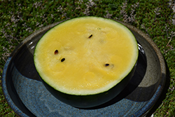 Sureness Watermelon (Citrullus lanatus 'Sureness') at Hunniford Gardens