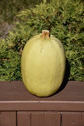 Pinnacle Spaghetti Squash (Cucurbita pepo var. fastigiata 'Pinnacle') at Hunniford Gardens