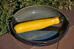 Yellow Zucchini (Cucurbita pepo var. cylindrica 'Yellow') at Hunniford Gardens