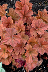 Northern Exposure Amber Coral Bells (Heuchera 'TNHEUNEA') at Hunniford Gardens