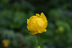 Lemon Queen Globeflower (Trollius x cultorum 'Lemon Queen') at Hunniford Gardens