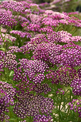New Vintage Violet Yarrow (Achillea millefolium 'Balvinolet') at Hunniford Gardens