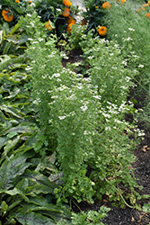 Santo Cilantro (Coriandrum sativum 'Santo') at Hunniford Gardens