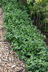 Peppermint (Mentha x piperita) at Hunniford Gardens