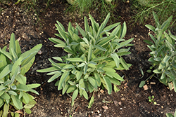 Common Sage (Salvia officinalis) at Hunniford Gardens