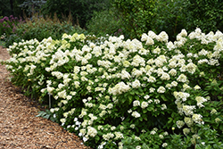 Limelight Prime Hydrangea (Hydrangea paniculata 'SMNHPPH') at Hunniford Gardens