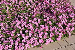Easy Wave Pink Passion Petunia (Petunia 'Easy Wave Pink Passion') at Hunniford Gardens