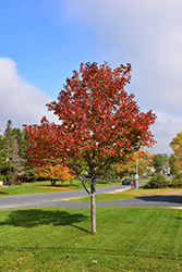 Northwood Red Maple (Acer rubrum 'Northwood') at Hunniford Gardens