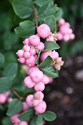 Pinky Promise Snowberry (Symphoricarpos 'Kolmpica') at Hunniford Gardens