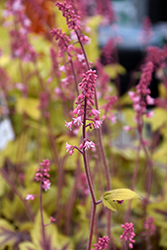 Fun and Games Eye Spy Foamy Bells (Heucherella 'Eye Spy') at Hunniford Gardens