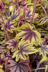 Fun and Games Eye Spy Foamy Bells (Heucherella 'Eye Spy') at Hunniford Gardens