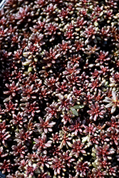 Coral Carpet Stonecrop (Sedum album 'Coral Carpet') at Hunniford Gardens