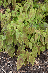 Amber Queen Barrenwort (Epimedium 'Amber Queen') at Hunniford Gardens