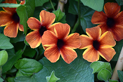 Tangerine Slice A-Peel Black-Eyed Susan (Thunbergia alata 'DL1501') at Hunniford Gardens