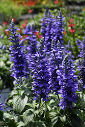 Rockin' Playin' The Blues Salvia (Salvia 'Balsamispim') at Hunniford Gardens