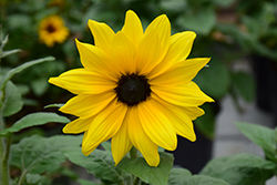 Sunfinity Yellow Dark Center Sunflower (Helianthus 'Sunfinity Yellow Dark Center') at Hunniford Gardens