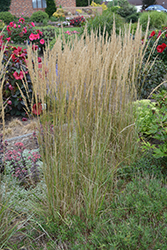 El Dorado Feather Reed Grass (Calamagrostis x acutiflora 'El Dorado') at Hunniford Gardens
