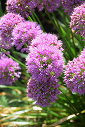 Serendipity Ornamental Onion (Allium 'Serendipity') at Hunniford Gardens