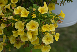 Bloomtastic Yellow Calibrachoa (Calibrachoa 'Bloomtastic Yellow') at Hunniford Gardens