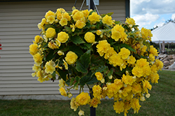 Nonstop Joy Yellow Begonia (Begonia 'Nonstop Joy Yellow') at Hunniford Gardens