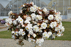 Nonstop Joy Mocca White Begonia (Begonia 'Nonstop Joy Mocca White') at Hunniford Gardens