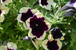 Headliner Dark Saturn Petunia (Petunia 'KLEPH18130') at Hunniford Gardens