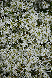 Diamond Snow Euphorbia (Euphorbia 'INCHADIACL') at Hunniford Gardens