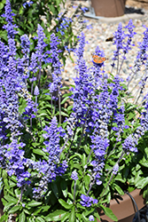 Unplugged So Blue Salvia (Salvia farinacea 'G14251') at Hunniford Gardens