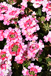 Superbena Sparkling Rose Verbena (Verbena 'RIKAV52102') at Hunniford Gardens