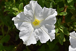 Pretty Flora White Petunia (Petunia 'Pretty Flora White') at Hunniford Gardens