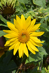 Suntastic Yellow with Clear Center Sunflower (Helianthus 'Suntastic Yellow with Clear Center') at Hunniford Gardens