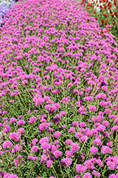 Truffula Pink Gomphrena (Gomphrena 'PAST0517E') at Hunniford Gardens