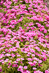 Gisele Pink Phlox (Phlox 'KAZI14750') at Hunniford Gardens