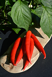 Super Chili Pepper (Capsicum annuum 'Super Chili') at Hunniford Gardens