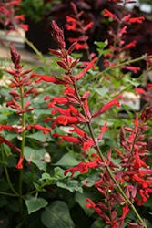 Roman Red Salvia (Salvia 'Roman Red') at Hunniford Gardens