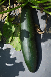 Dark Green Zucchini (Cucurbita pepo var. cylindrica 'Dark Green') at Hunniford Gardens