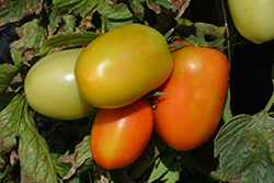 Roma VF Tomato (Solanum lycopersicum 'Roma VF') at Hunniford Gardens