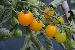 SunSugar Tomato (Solanum lycopersicum 'SunSugar') at Hunniford Gardens