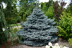 Montgomery Blue Spruce (Picea pungens 'Montgomery') at Hunniford Gardens