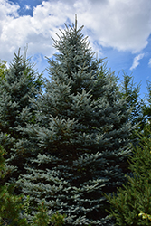 Baby Blue Eyes Spruce (Picea pungens 'Baby Blue Eyes') at Hunniford Gardens