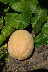 Cantaloupe Melon (Cucumis melo var. cantalupensis) at Hunniford Gardens