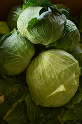 Late Flat Dutch Cabbage (Brassica oleracea var. capitata 'Late Flat Dutch') at Hunniford Gardens