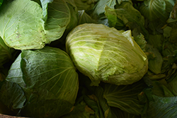 Big Flat Head Cabbage (Brassica oleracea var. capitata 'Big Flat Head') at Hunniford Gardens