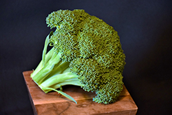 Green Magic Broccoli (Brassica oleracea var. italica 'Green Magic') at Hunniford Gardens