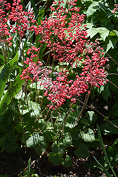 Firefly Coral Bells (Heuchera 'Firefly') at Hunniford Gardens