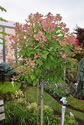 Quick Fire Hydrangea (tree form) (Hydrangea paniculata 'Bulk') at Hunniford Gardens