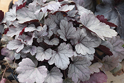 Dolce Silver Gumdrop Coral Bells (Heuchera 'Silver Gumdrop') at Hunniford Gardens